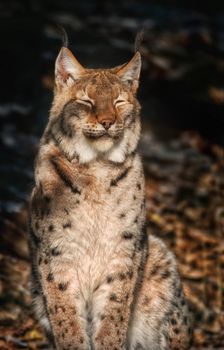 Lynx sitting in the sun and relaxing