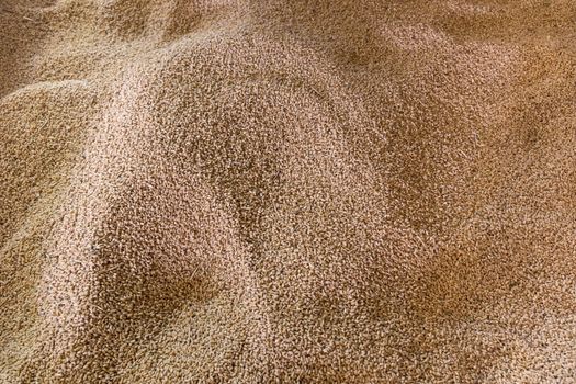 A pile of grain grains in the warehouse