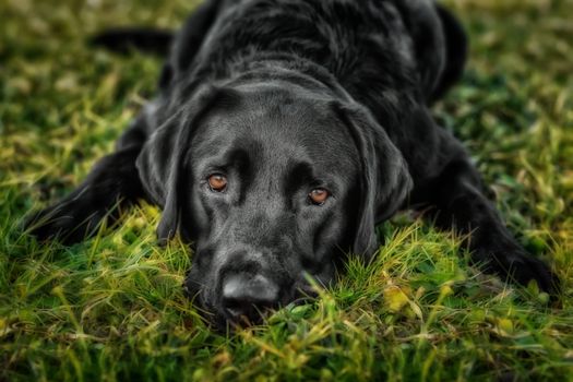 Black labrador retriever lying on the gras looking into the camera