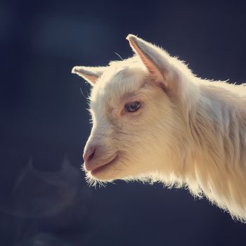 Head of a white goat against a blue background