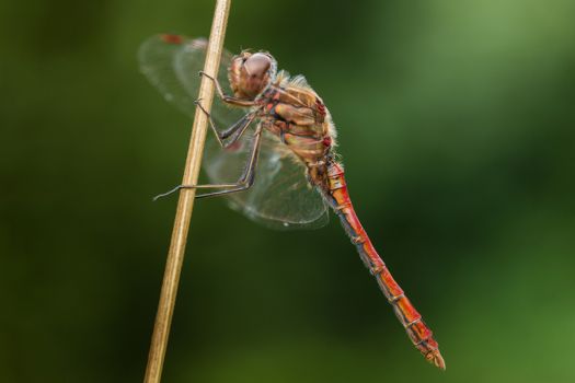 A red dragon-fly against a green soft background