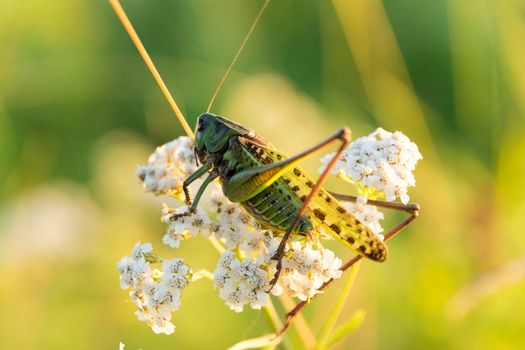 Grasshopper on the grass, flowers, Russia, village, summer,