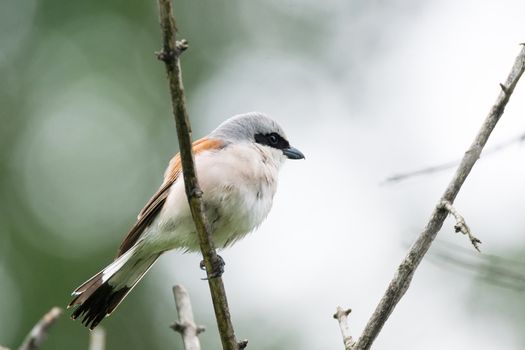 Lanius collurio on a branch, beautiful bird, Russia, village, summer