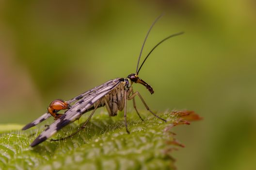 Tiny scorpion fly sitting on a green leaf