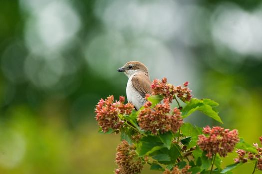 Lanius collurio on a branch, beautiful bird, Russia, village, summer