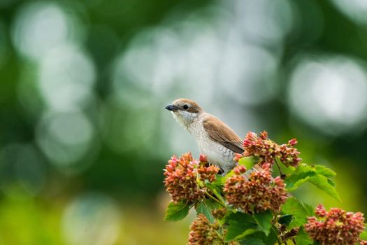 Lanius collurio on a branch, beautiful bird, Russia, village, summer