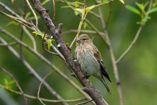 Finch on a branch, beautiful bird, Russia, village, summer