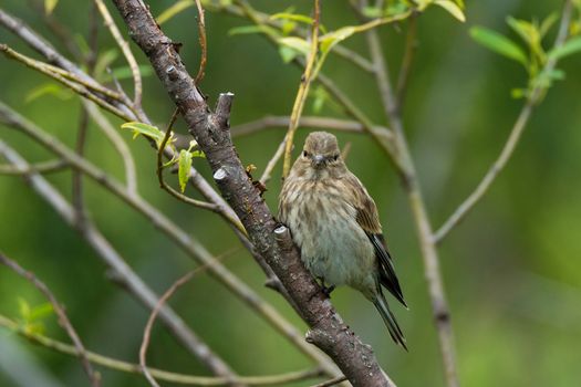 Finch on a branch, beautiful bird, Russia, village, summer