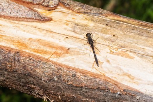 Little dragon fly on a piece of wood