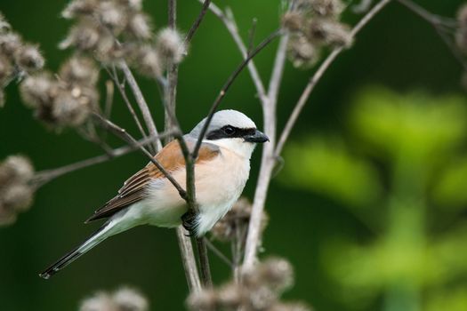 Lanius collurio on a branch, beautiful bird, Russia, village, summer