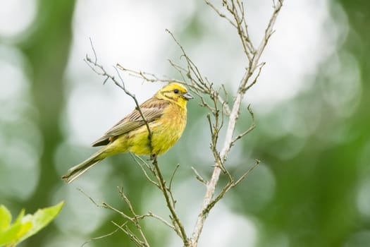 Oatmeal on a branch, beautiful bird, Russia, village, summer, Emberiza citrinella