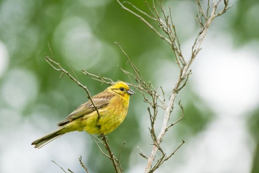 Oatmeal on a branch, beautiful bird, Russia, village, summer, Emberiza citrinella