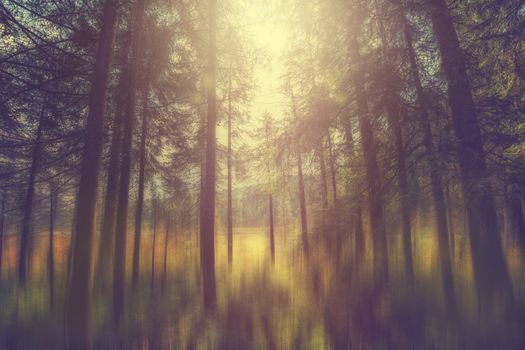 A mystical forest with magical sunlight