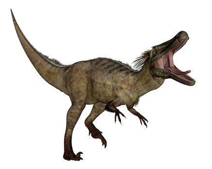 Austroraptor dinosaur roaring isolated in white background -3D render