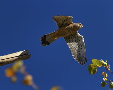 European, eurasian, common or old world kestrel, falco tinnunculus flying up