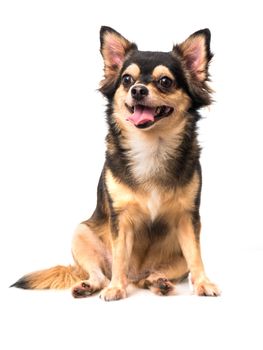 Chihuahua on sitting pose isolated on white background