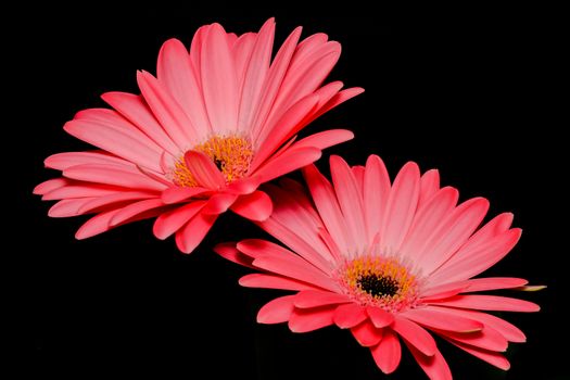 Two pink daisy flowers shot with flash in studio environment with black background.