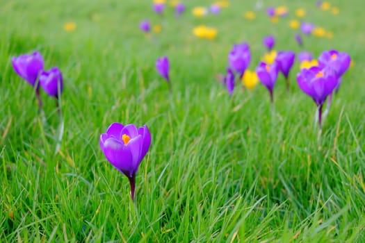 Wild purple and yellow flowers blossoming in the field in spring time.
