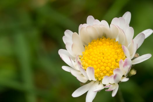 Little white and yellow daisy blossoming in the field at spring time.