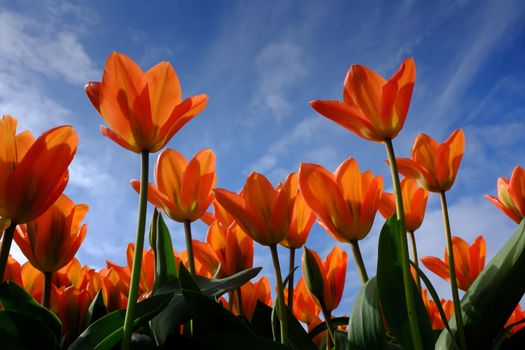 Nice orange tulip plants flowering in the background of blue sky