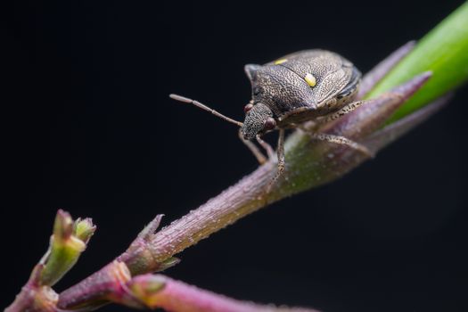 A stink bug with yellow dot is looking for food on a branch at night.