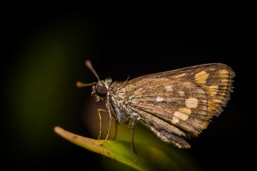 Small brown and yellow moth resting on a green leaf