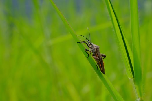 A brown and orange stink bug is resting on a grass leaf.