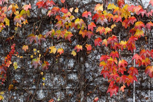 Red Ivy Creeper or Parthenocissus tricuspidata 'Veitchii' in autumn