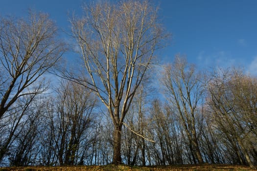 Leafless trees and blue sky in a sunny autumn morning