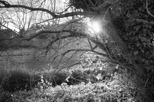 Bushes and trees in a residential area phorographed with late afternoon backlit sunlight.