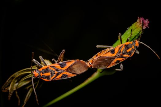 Two orange coloured stinkbugs mating on a flowering plant