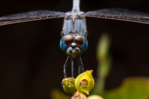 Head on macro shot of a blue dragonfly resting on flower bulb