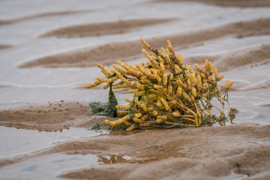 A samphire plant growing on the beach in the sand exposed with the tide out and seaweed on the stem