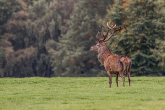 A red deer stag standing proud at a slight angle facing left  on grass land with trees as a background with copy space