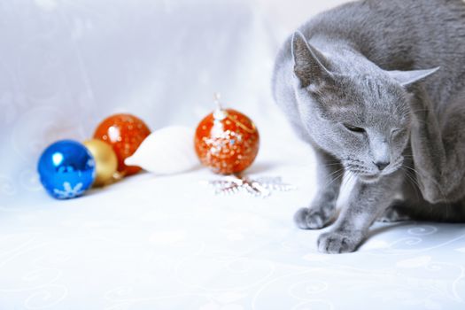 Cat itching near the Christmas decoration