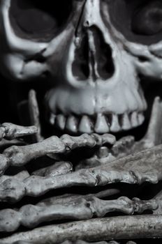 Close-up horizontal photo of the human skull