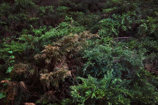 Fir needles in wild forest. Close-up full frame shot