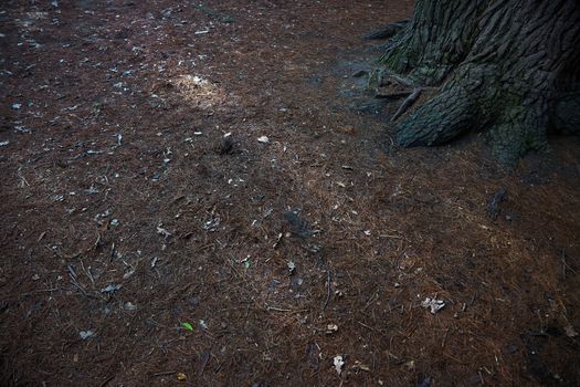 Roots of the pine tree. Close-up