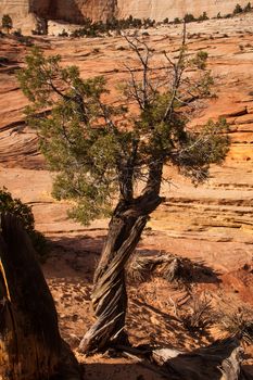 Utah Juniper on Zion Park Boulevard, Zion National Park. Utah.