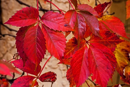 Red autumn leaves of the Virginia Creeper (Parthenocissus quinquefolia)