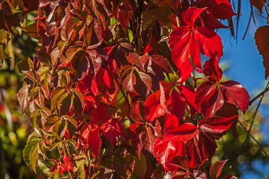 Red autumn leaves of the Virginia Creeper (Parthenocissus quinquefolia)