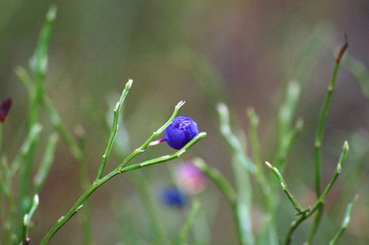 Blueberry in forest