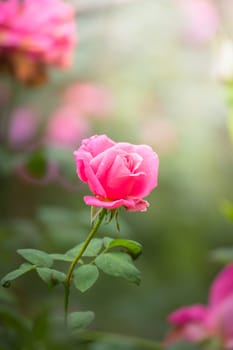 Roses in the garden, Roses are beautiful with a beautiful sunny day.