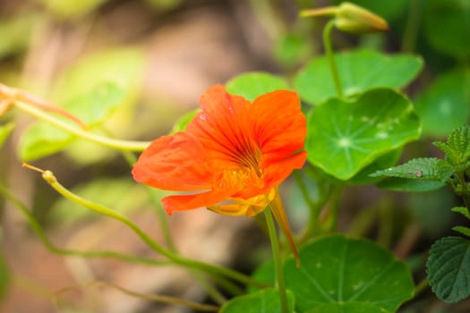 The background image of the colorful flowers, background nature