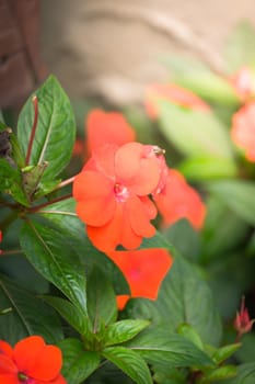 The background image of the colorful flowers, background nature