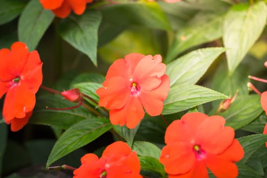 The background image of the colorful flowers, background nature