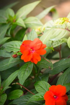 The background image of the colorful flowers, background nature