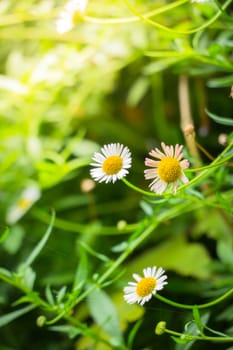 The background image of the colorful flowers, background nature