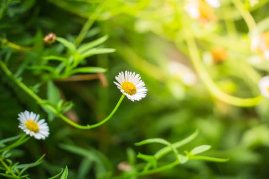 The background image of the colorful flowers, background nature