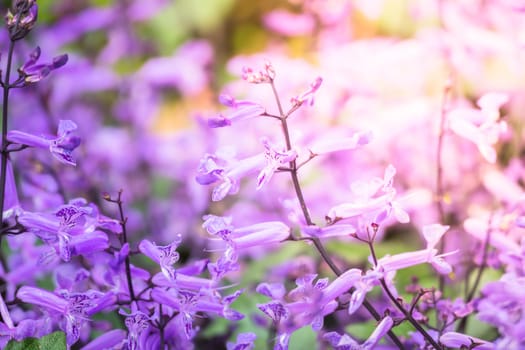 The background image of the colorful flowers, background nature